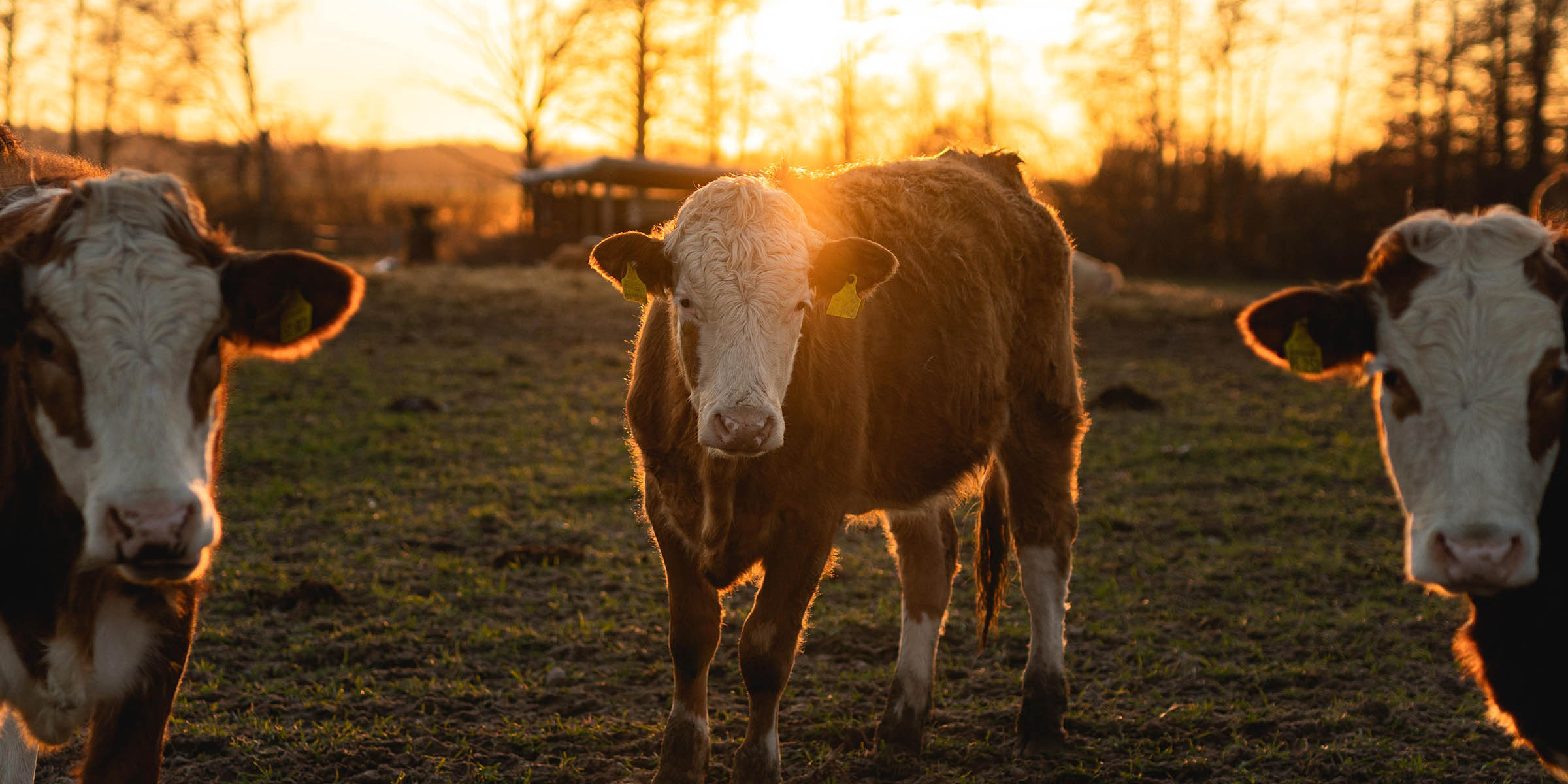 March Market Update Report